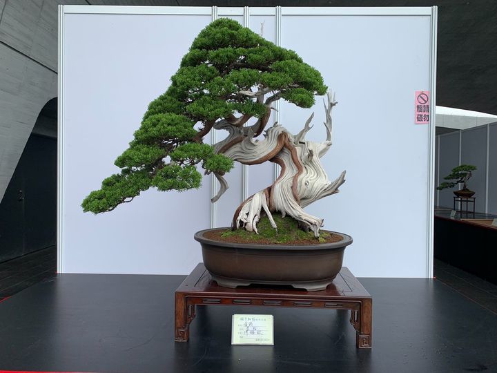 🌳【明潭松韻樹石大展】🌳系列6/6