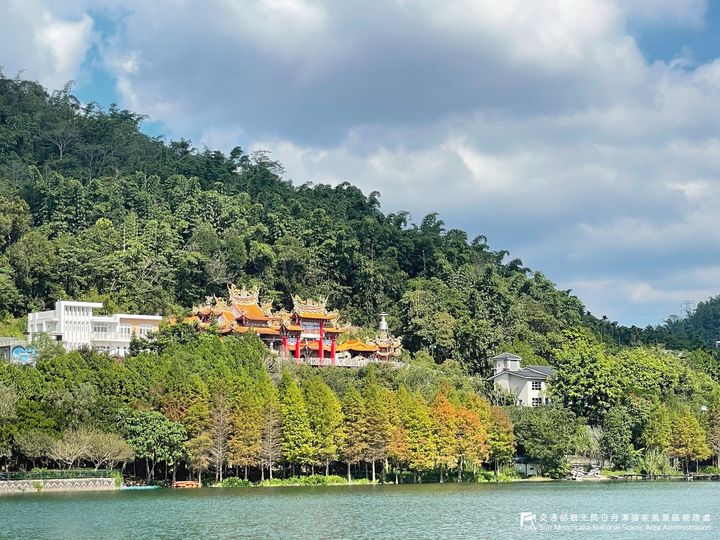 🍂【日月潭落羽松漸漸變紅了】🍂系列8/12