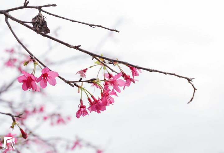 【花現暨大 紅櫻綠林】 暨大櫻花季1/31展開系列4/12