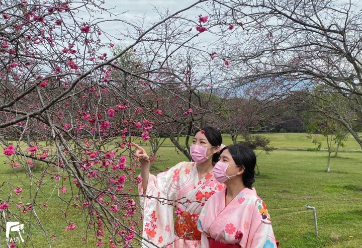 【花現暨大 紅櫻綠林】 暨大櫻花季1/31展開系列9/12