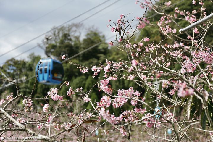 #日月潭櫻花季系列11/12