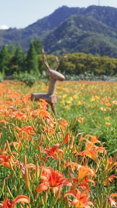 花都開好了🌼系列3/12