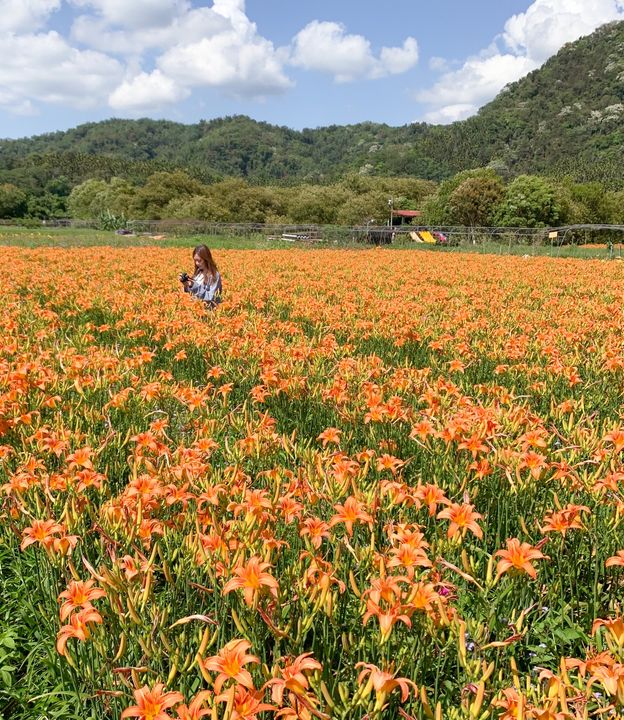 花都開好了🌼系列4/12