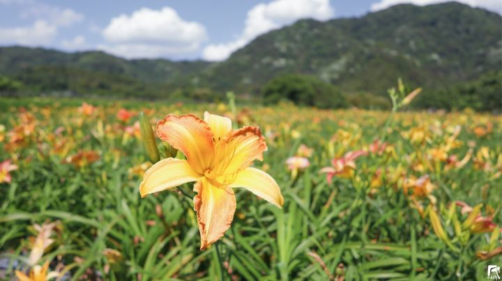 花都開好了🌼系列7/12