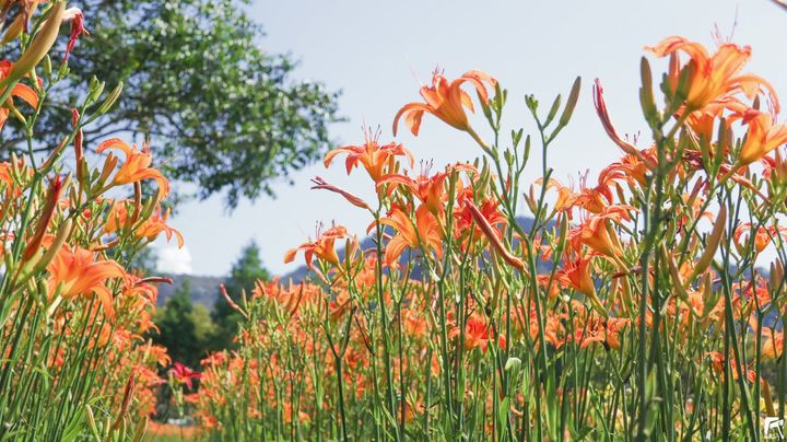 花都開好了🌼系列8/12