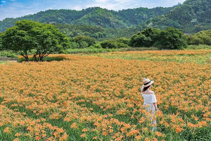 花都開好了🌼系列12/12