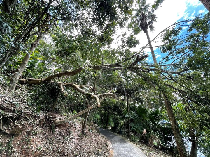 連日的午後雷陣雨導致土石鬆軟，前幾天我們涵碧步道上直徑將近1米的台灣紅豆樹站不住腳應聲倒塌了！系列4/9