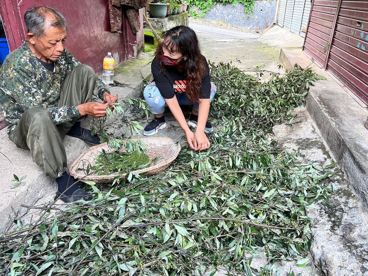 來來來，大家知道嗎？一年收成一次的馬告現在正值採收期喔！🌱系列4/7