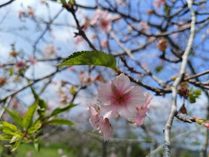 櫻花季來囉🌸？！系列1/2