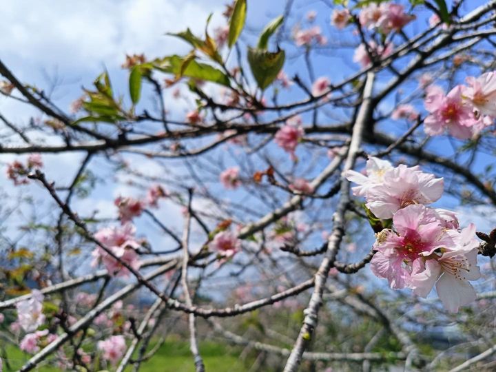 櫻花季來囉🌸？！系列2/2