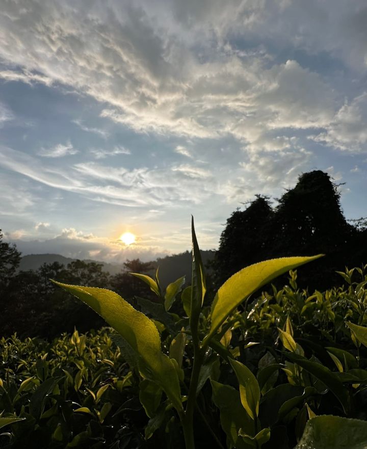 粽子飄香，也不忘來一杯日月潭紅玉紅茶系列4/5