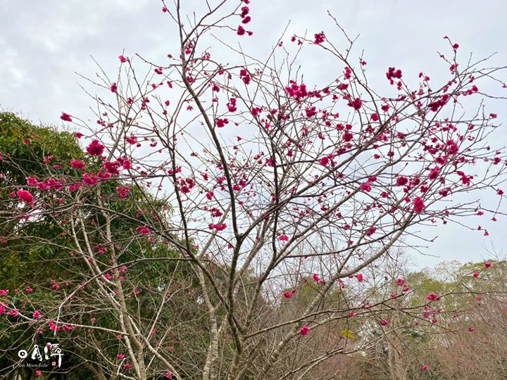 #2020日月潭櫻花季【花舞愛林 櫻揚暨大】🌸系列8/11