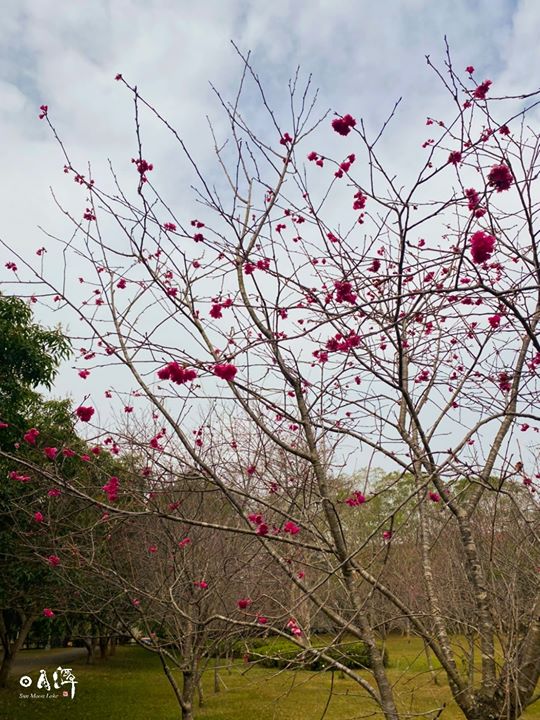 #2020日月潭櫻花季【花舞愛林 櫻揚暨大】🌸系列11/11